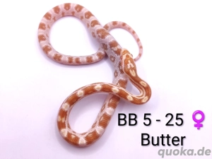 Kornnatter Butter 66% pos. het. Cinder NZ25 