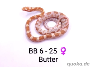 Kornnattern Butter 66% pos. het. Cinder NZ25 und 24