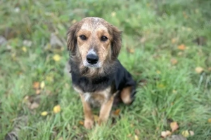 Chip-Nr. 255443 - Ich suche ein liebevolles Zuhause. Und einen Namen habe ich auch noch nicht