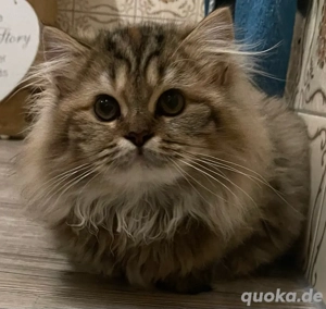  Vier süße Katzenbabys suchen ein liebevolles Zuhause