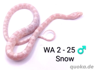 Kornnatter Snow NZ 25