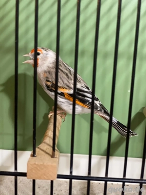 Stieglitz X Kanarienmischling Weibchen