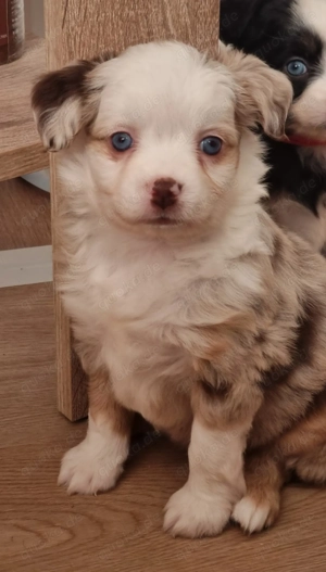 Toy- Miniature Australian Shepherd Welpen 
