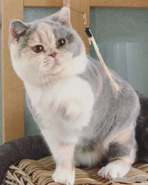 zwei sehr liebe hübsche BKH Mädchen 