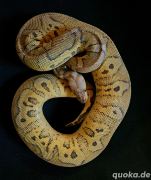 Pastel Ghost Clown Königspython 