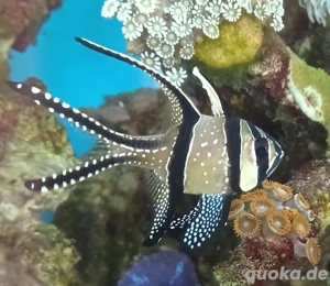 Meerwasser Banggai-Kardinalbarsch