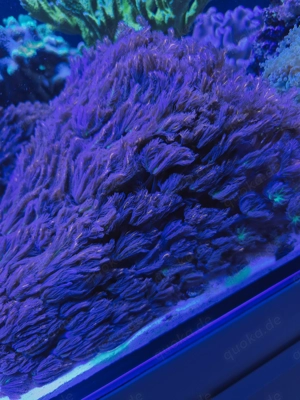 Clavularia Tricolor 120 Köpfe  Meerwasser Korallen Weichkorallen