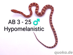 Kornnatter Bloodred, Hypo Bloodred, Hypomelanistic und Wildfarben NZ 25