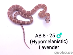 Kornnattern Lavender, Bloodred, Hypo Bloodred, Hypomelanistic und Wildfarben NZ 25