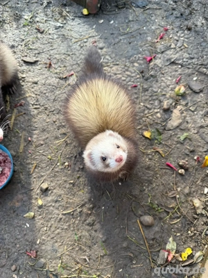 Frettchen Fähe 2 Jährig