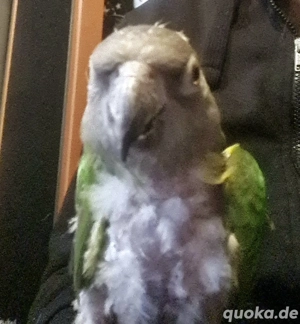 suchen Sengalpapagei