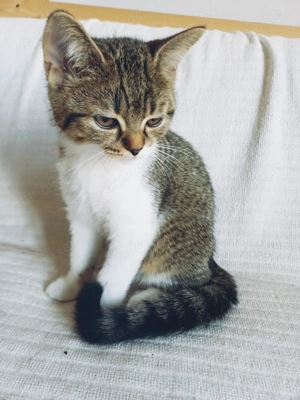 Zwei Katzenmädchen abzugeben