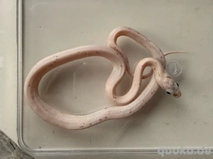 0.1 Anery Palmetto Kornnatter (Pantherophis guttatus)