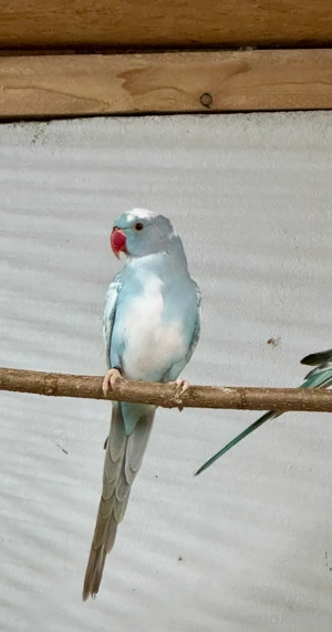 Halsbandsittich Schecken u. Bleichschwanz