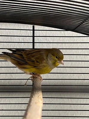 Kanarienhahn aus Hobbyzucht abzugeben 