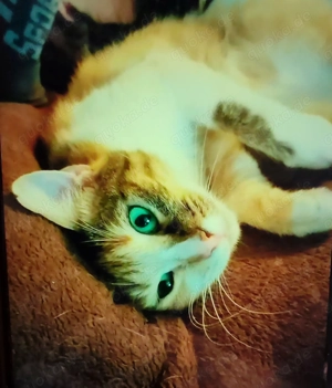 hübsche Katze Elsa (geb. 06 2019) sucht ein schönes Zuhause