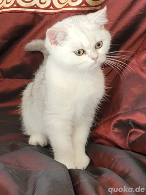 reinrassige BKH Kitten mit WCF-Stammbaum 