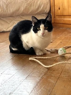 tolle Katze Alma sucht ein liebevolles Zuhause Bild 4