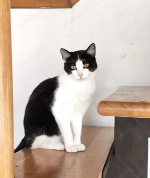 tolle Katze Alma sucht ein liebevolles Zuhause