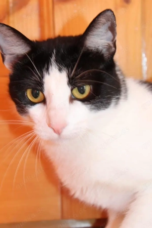tolle Katze Alma sucht ein liebevolles Zuhause Bild 2