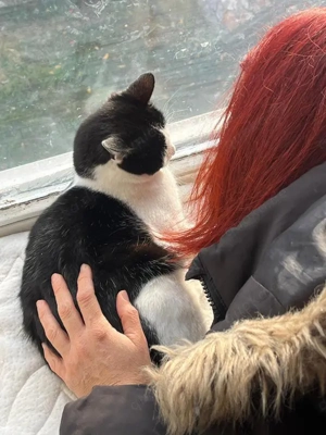tolle Katze Alma sucht ein liebevolles Zuhause Bild 5