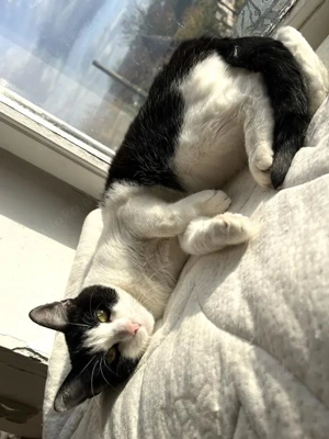 tolle Katze Alma sucht ein liebevolles Zuhause Bild 3