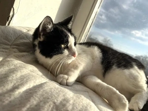 tolle Katze Alma sucht ein liebevolles Zuhause Bild 6