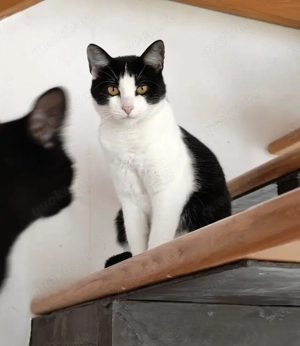 tolle Katze Alma sucht ein liebevolles Zuhause Bild 7