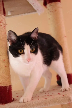 tolle Katze Alma sucht ein liebevolles Zuhause Bild 8