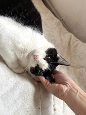 tolle Katze Alma sucht ein liebevolles Zuhause Bild 10