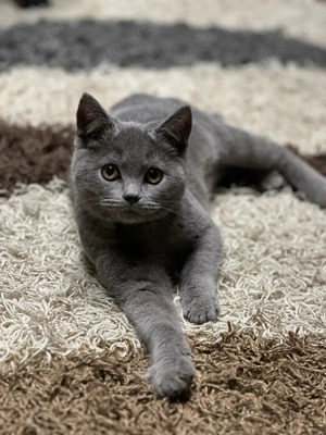 Britisch kurzhaar Kitten Katze BKH
