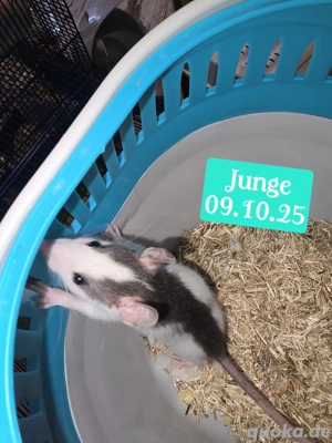 Farbratten Rattenbabys 