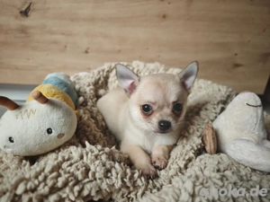 Chihuahua Welpen 