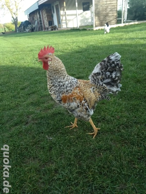 Cream Legbar Hahn Blauleger 