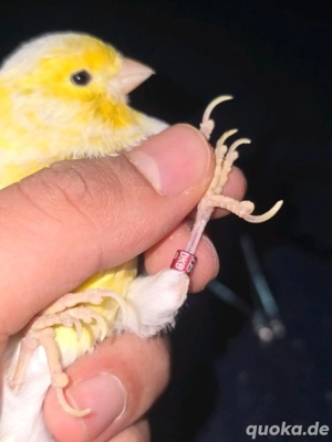 kanarienvogel 