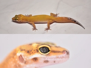 Leopardgecko Mandarin het Eclipse pos het TA 0.1