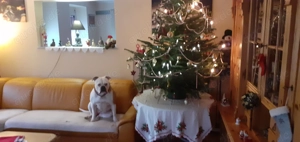  Gesucht wird eine liebe normale Frau