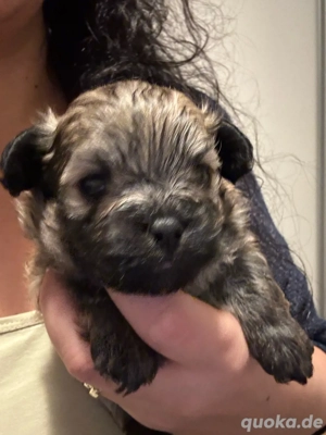 pomapoo welpen  Bild 4