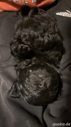 pomapoo welpen  Bild 5
