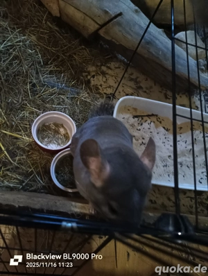 Zahmes Chinchilla Weibchen 