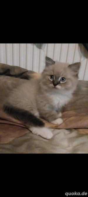 Kitten Heilige Birma 