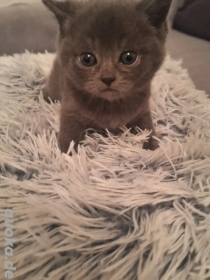 BKH Kitten abzugeben