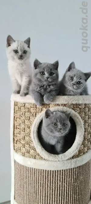 BKH-KITTEN in der Farbe Blue und Point.  Bild 2