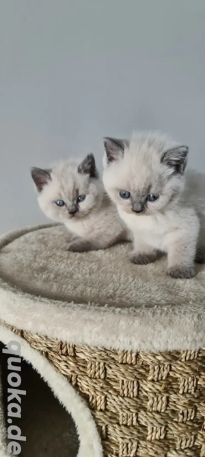 BKH-KITTEN in der Farbe Blue und Point.  Bild 3