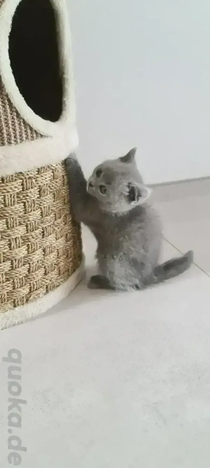 BKH-KITTEN in der Farbe Blue und Point.  Bild 4