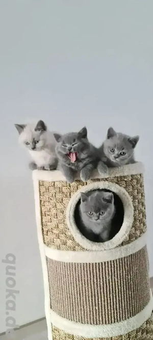 BKH-KITTEN in der Farbe Blue und Point.  Bild 5