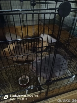 Handzahmes Chinchilla Männchen 