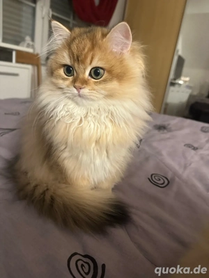 Britisch Langhaar Kitten Black Golden Shaded 4 Monate alt