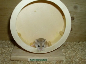 Roborowski Zwerghamster, Hamster männlich, Robos
