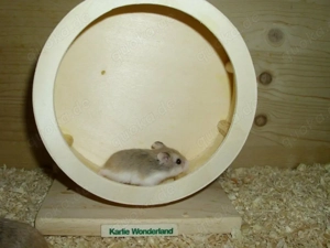 Roborowski Zwerghamster, Hamster männlich, Robos Bild 5